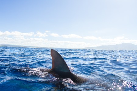 Shark fin