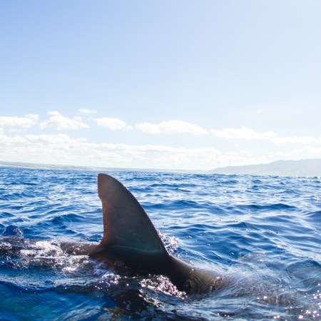 Shark fin