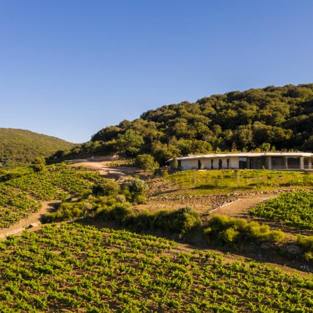 clos du temple languedoc vineyard