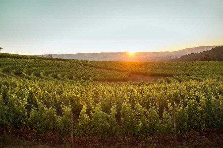 Renegade Ridge Vineyard at Archery Summit
