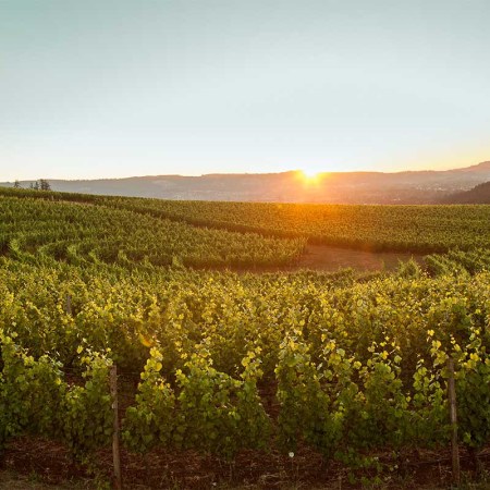 Renegade Ridge Vineyard at Archery Summit