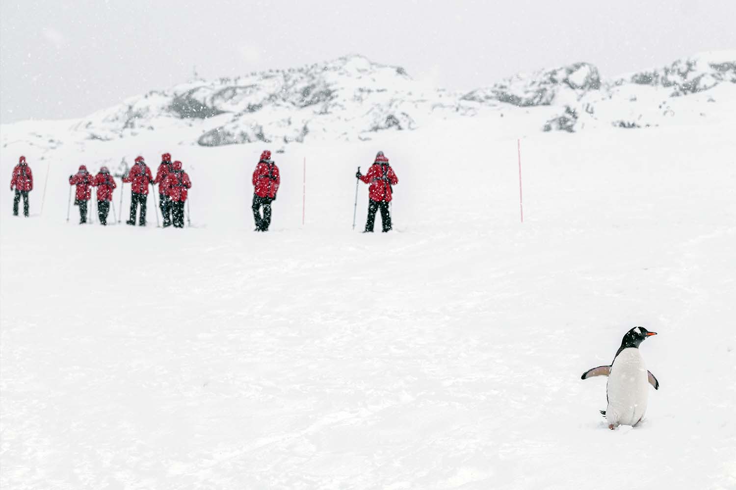 Many companies focus on polar destinations for their expeditions