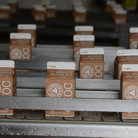 Rows of chocolate milk in cardboard cartons. Is this really the best sports drink you can buy?