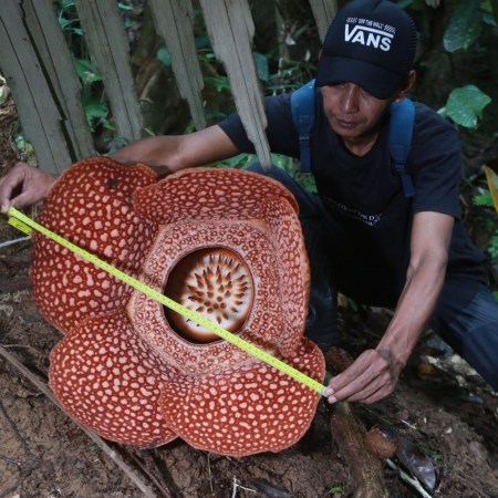 Measuring a corpse flower