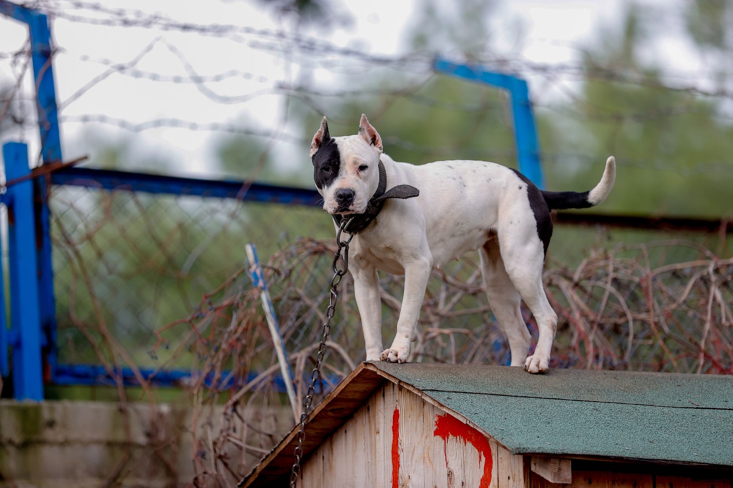 Dog on doghouse