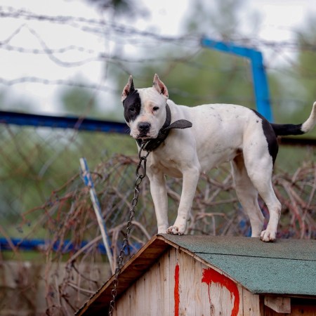 Dog on doghouse