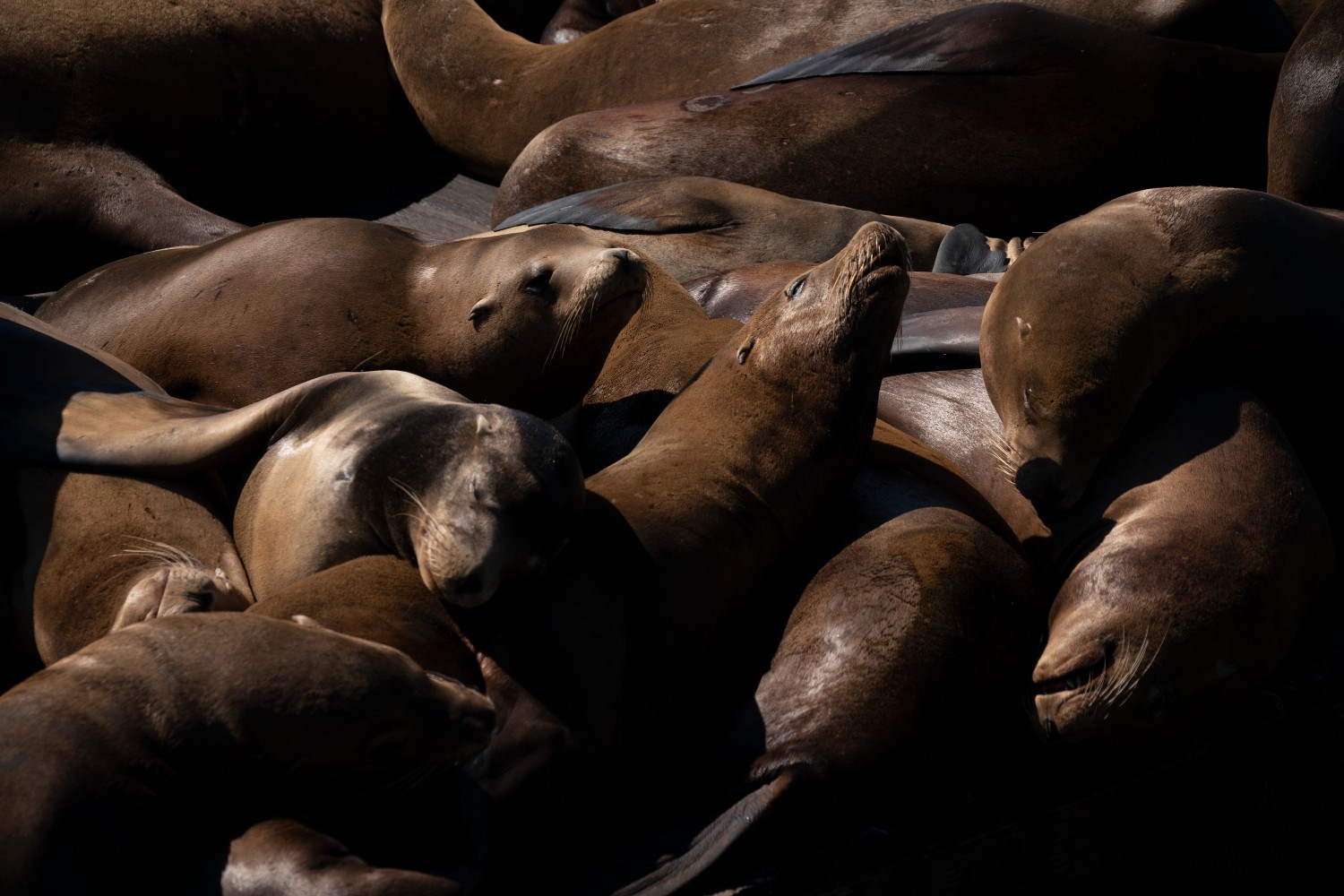 Sea Lions