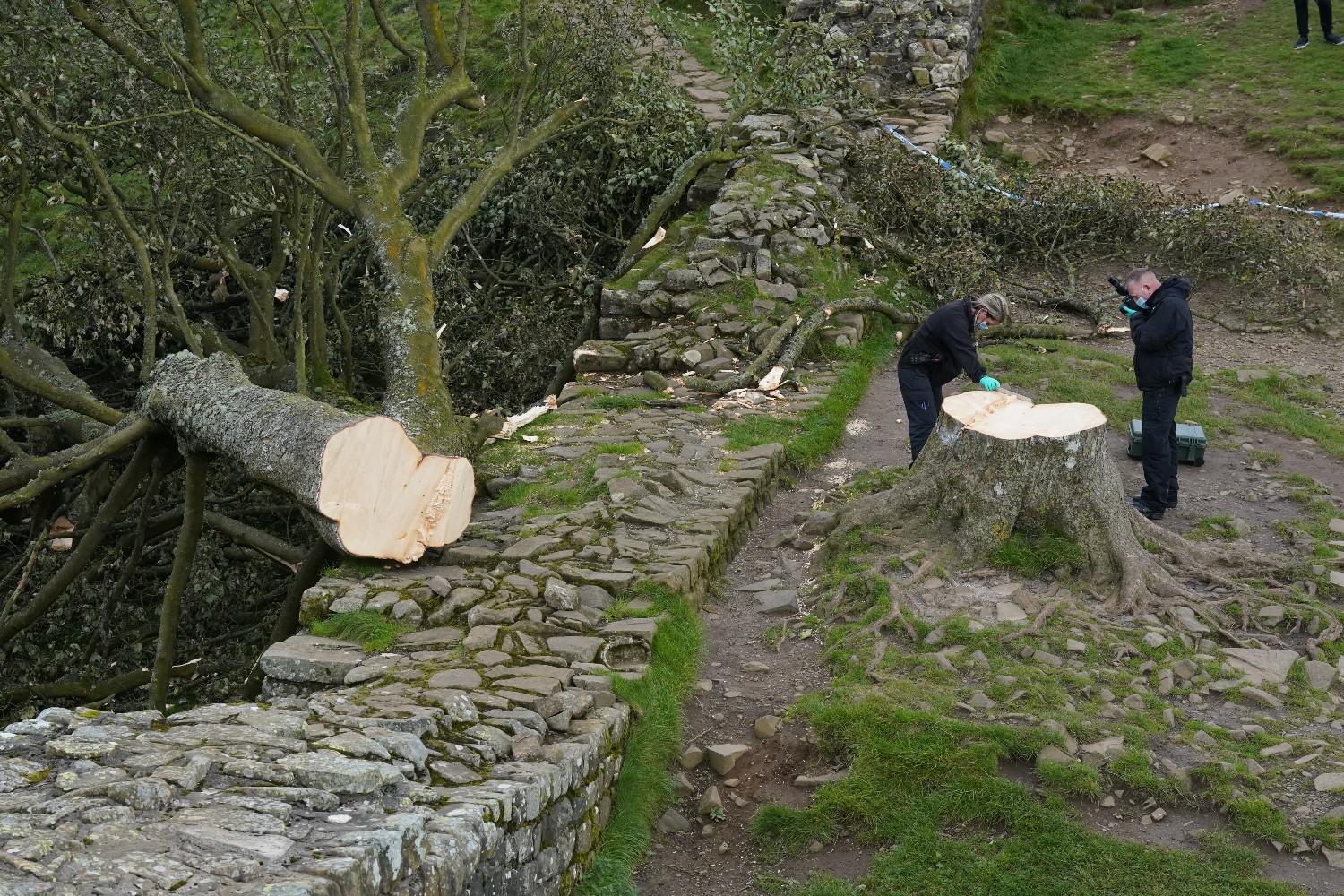 Sycamore Gap tree felled