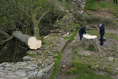 Police Make Second Arrest in Destruction of Sycamore Gap Tree