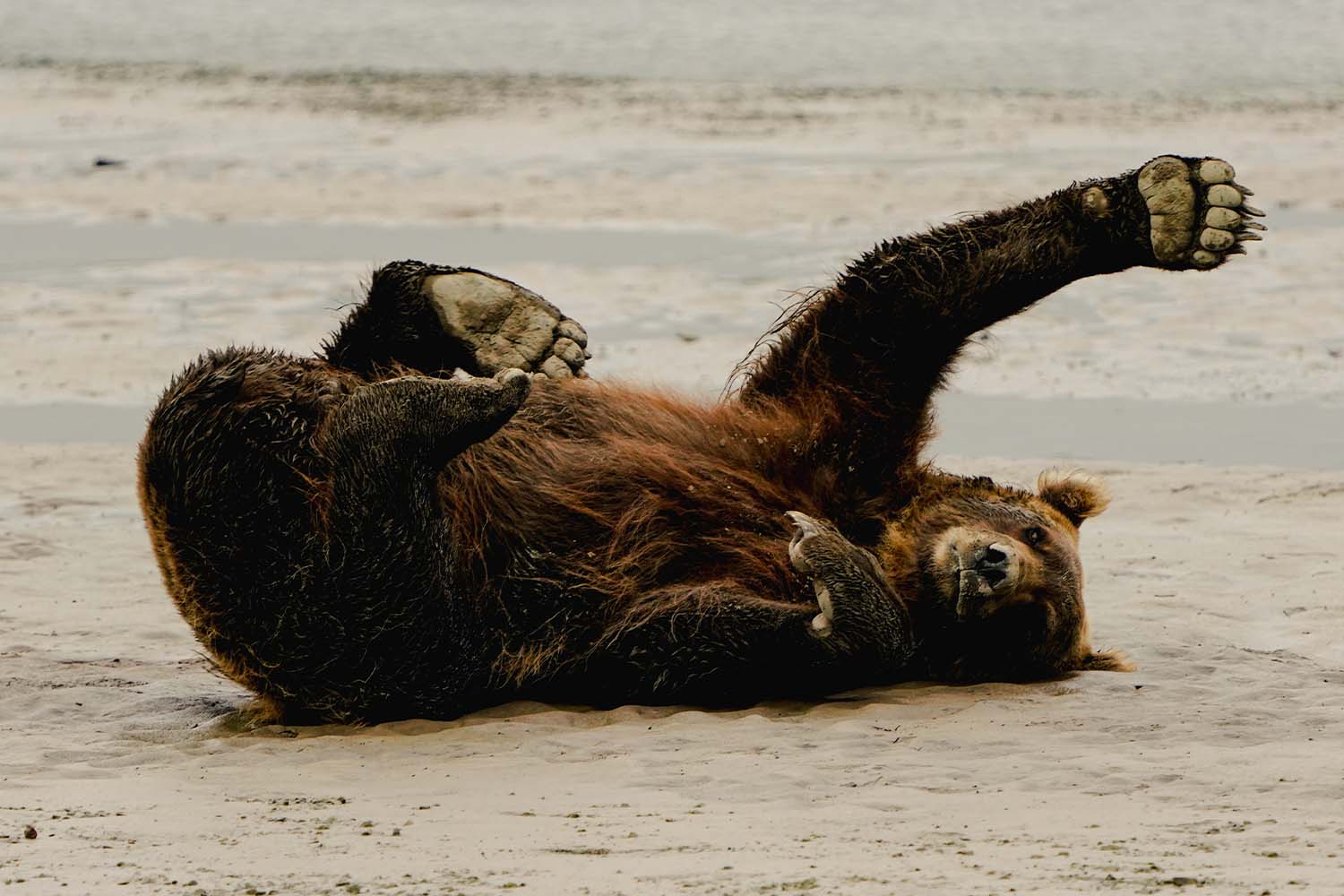 Because the bears aren’t hunted in these parks, they’ve developed no fear of humans