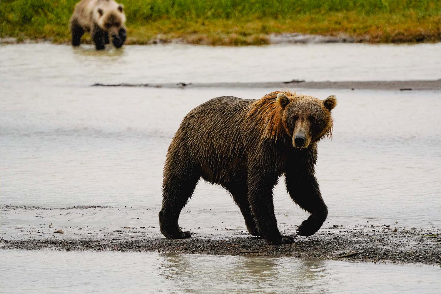 It's possible to see up to a couple of dozen bears each day
