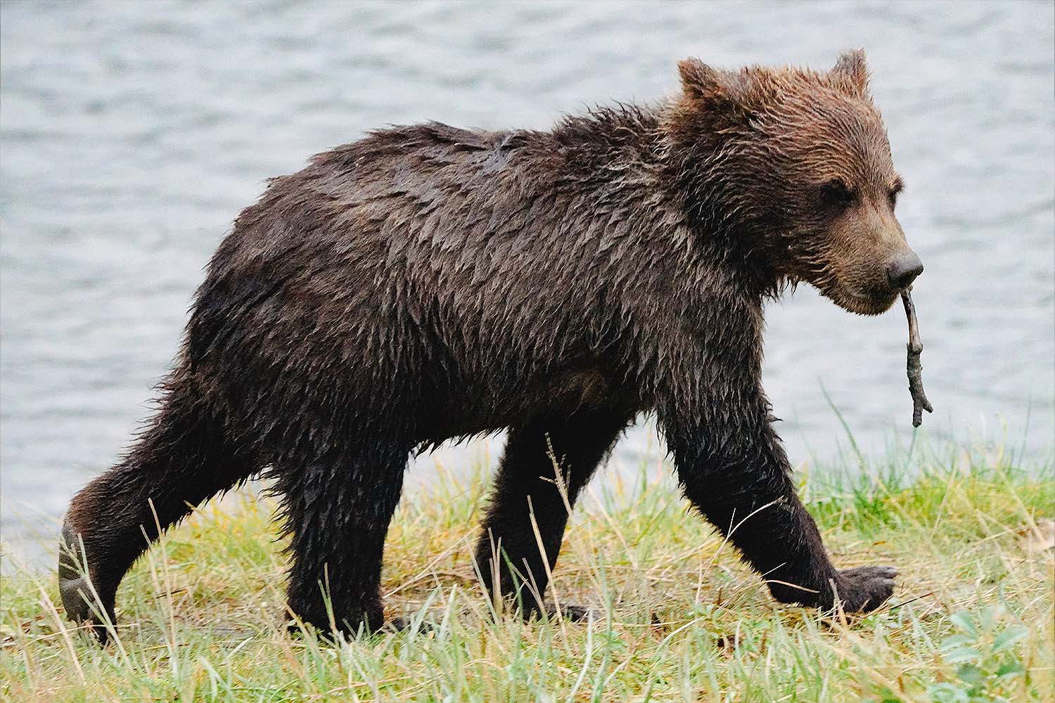 A cub wandering along the shore