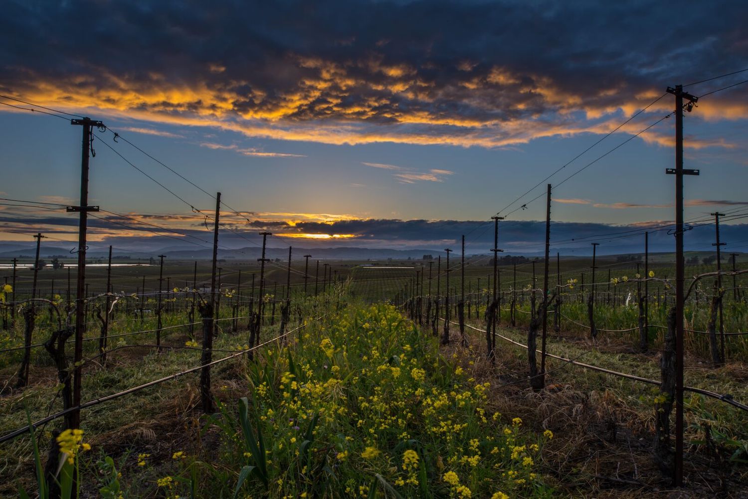 Bouchaine's Vineyard 