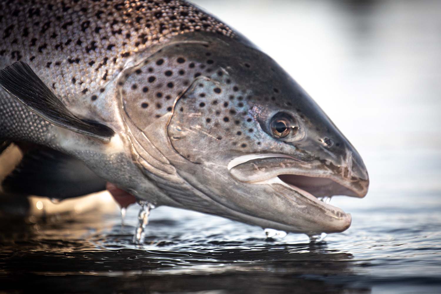 A sea-run brown trout