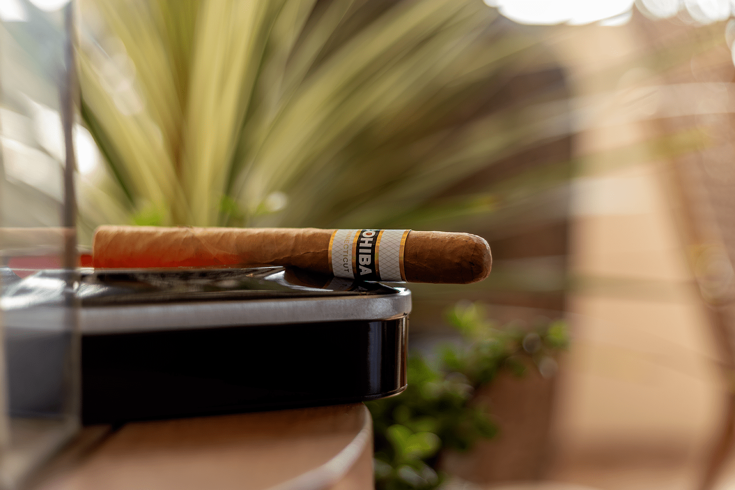 Close-up of cigar