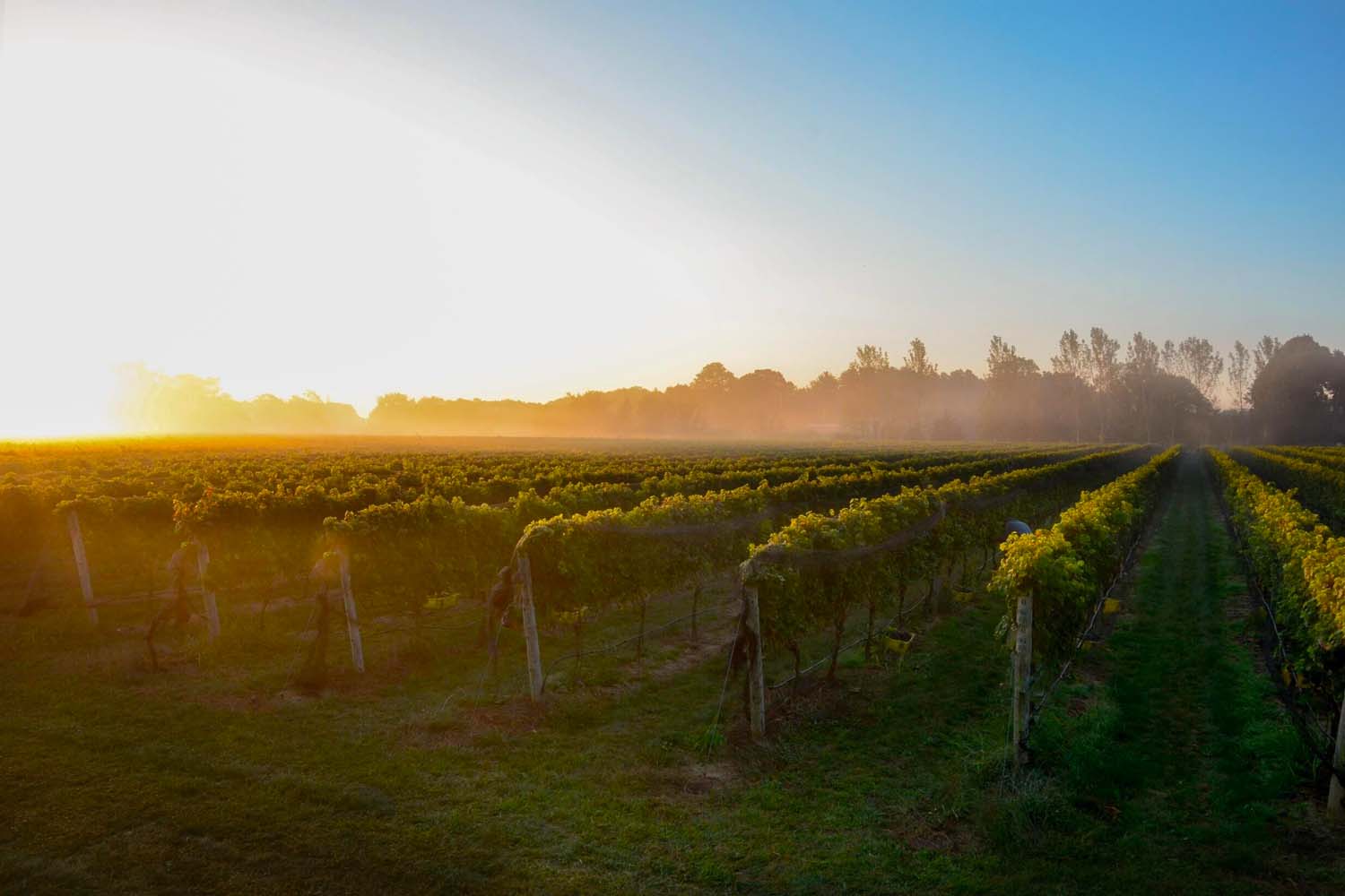 Croteaux Vineyards