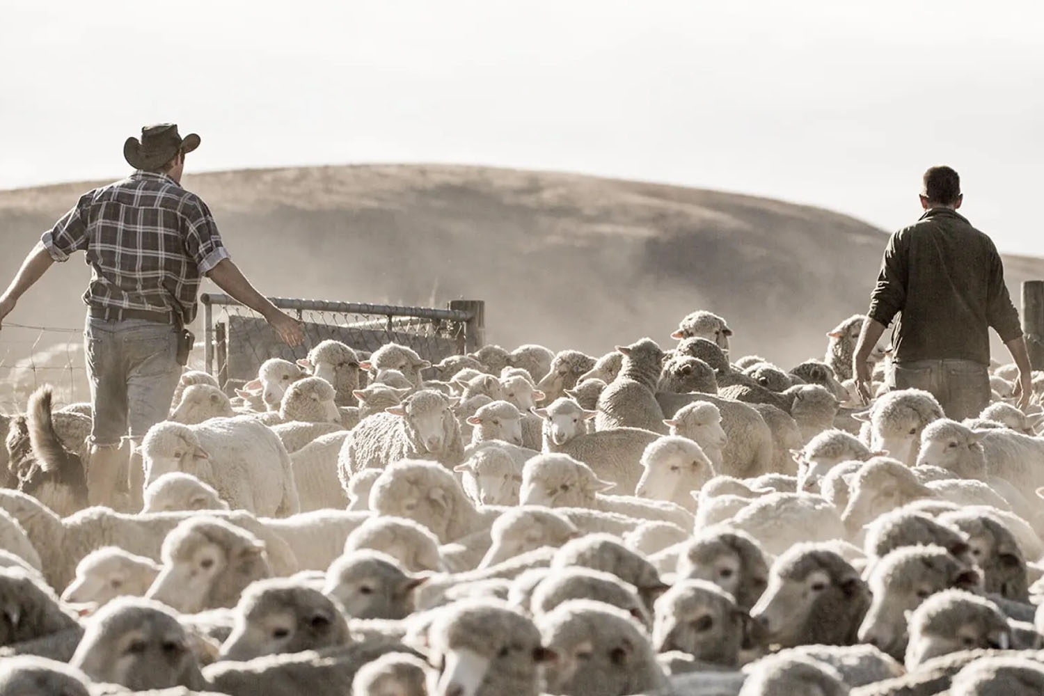 Merino sheep