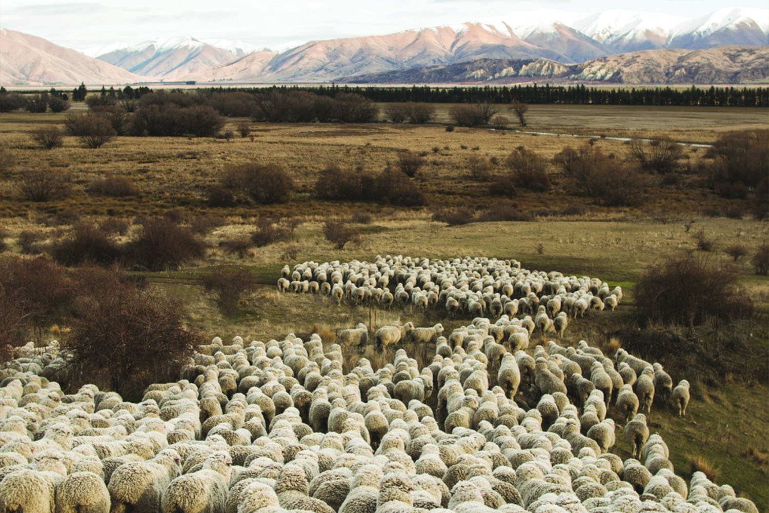 Icebreaker Merino-Wool sheep