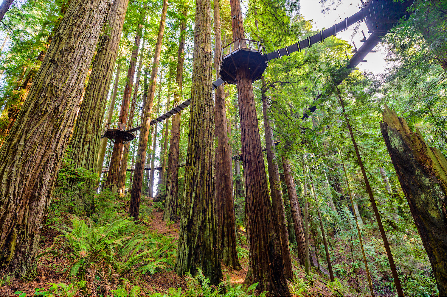 Redwood trees with walkway between them