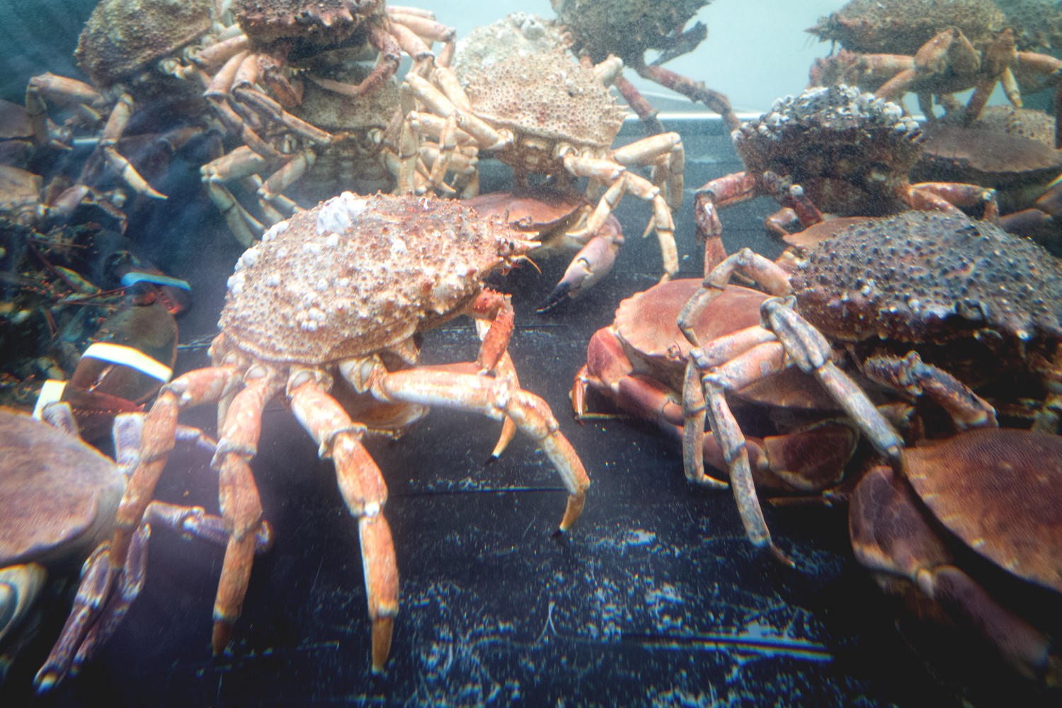 Crabs