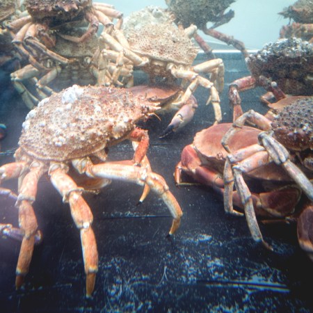 Crabs
