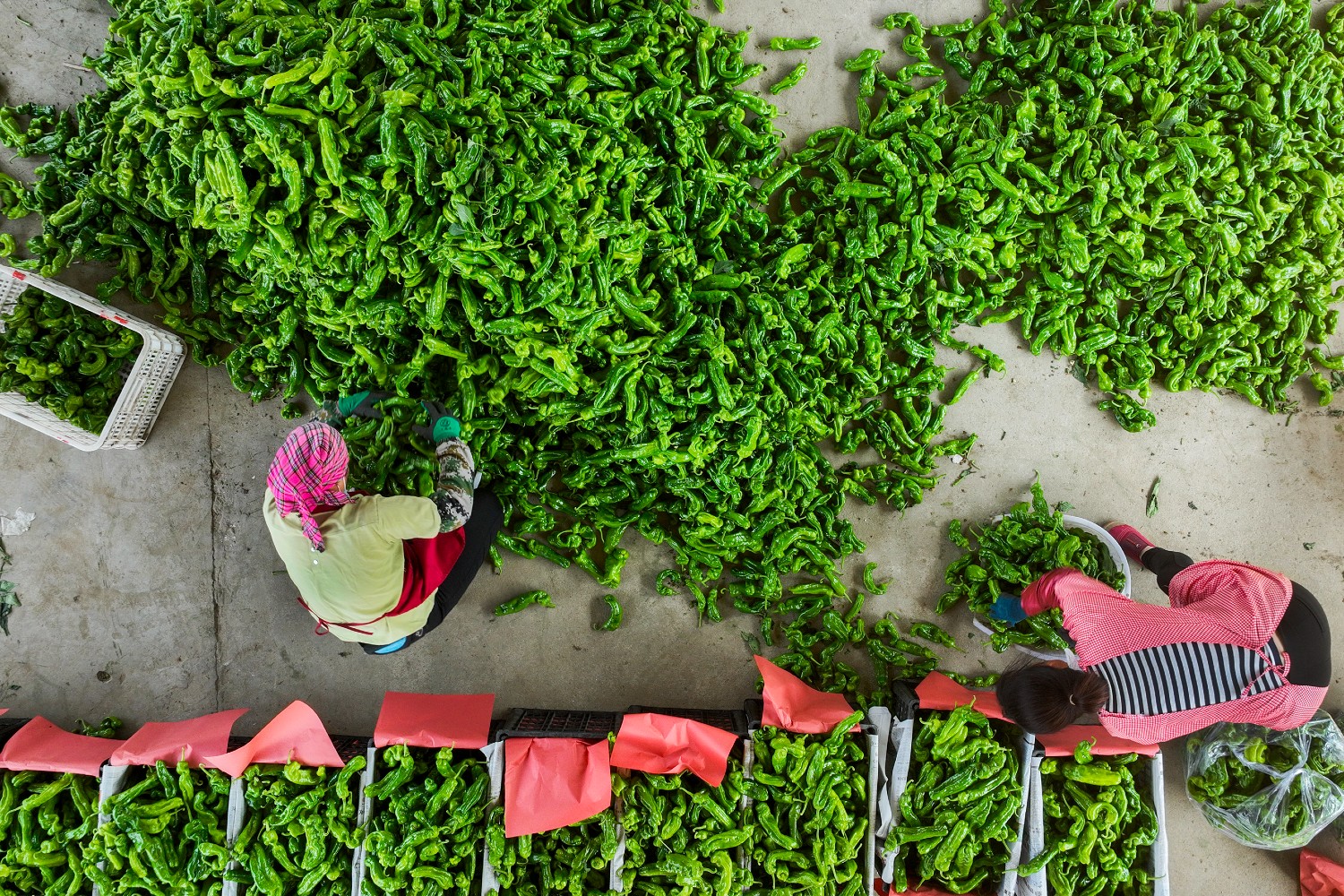 Pepper harvest