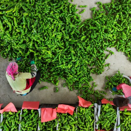 Pepper harvest