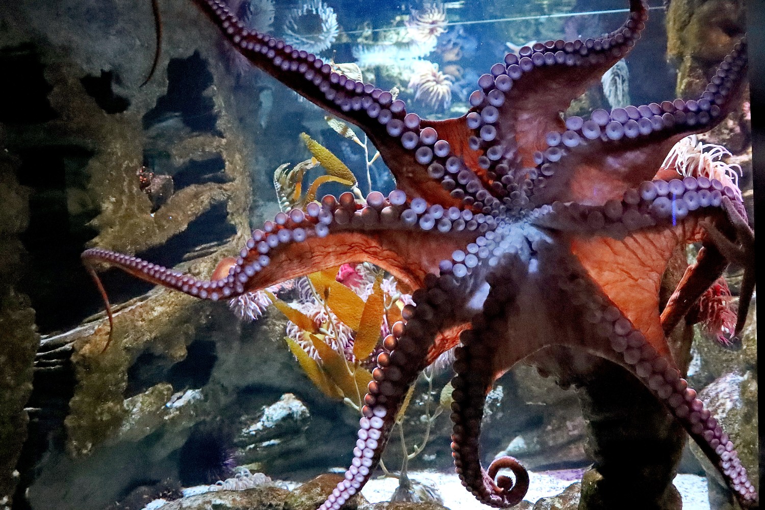 Octopus