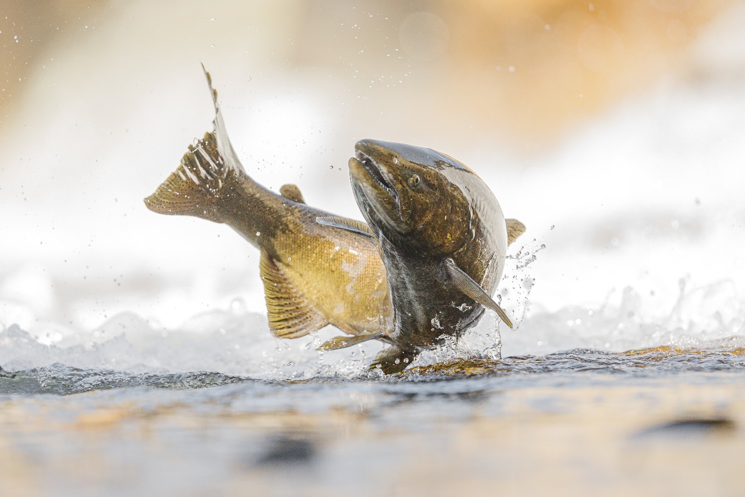 Salmon