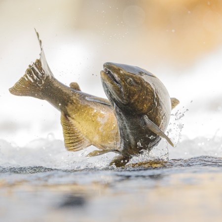 Salmon
