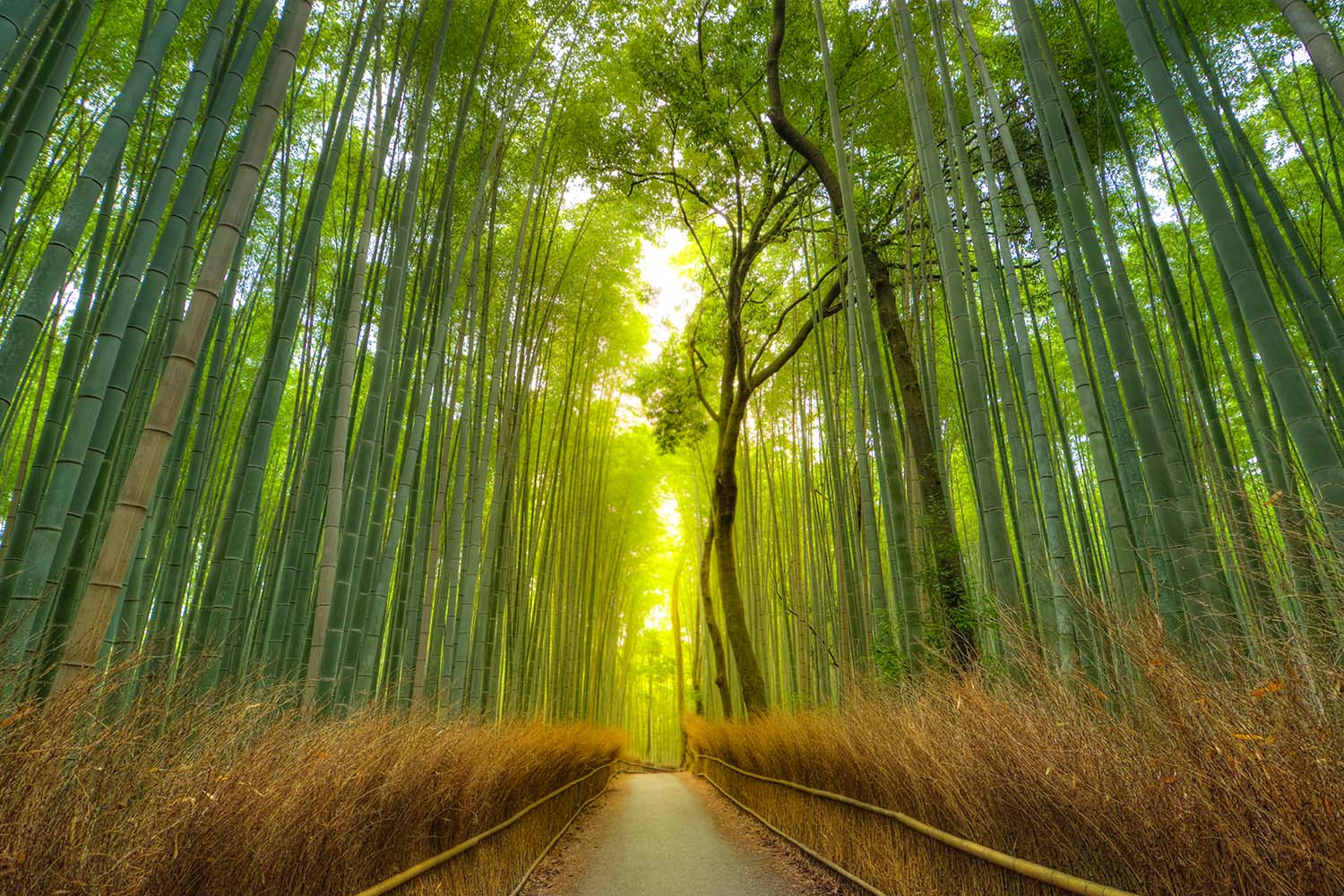 Arashiyama Bamboo Forest
