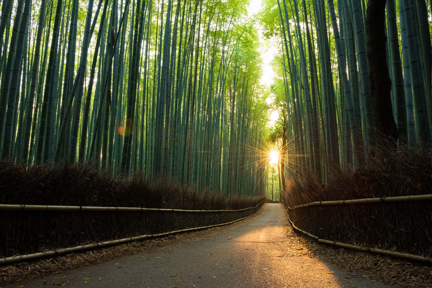 Bamboo forest