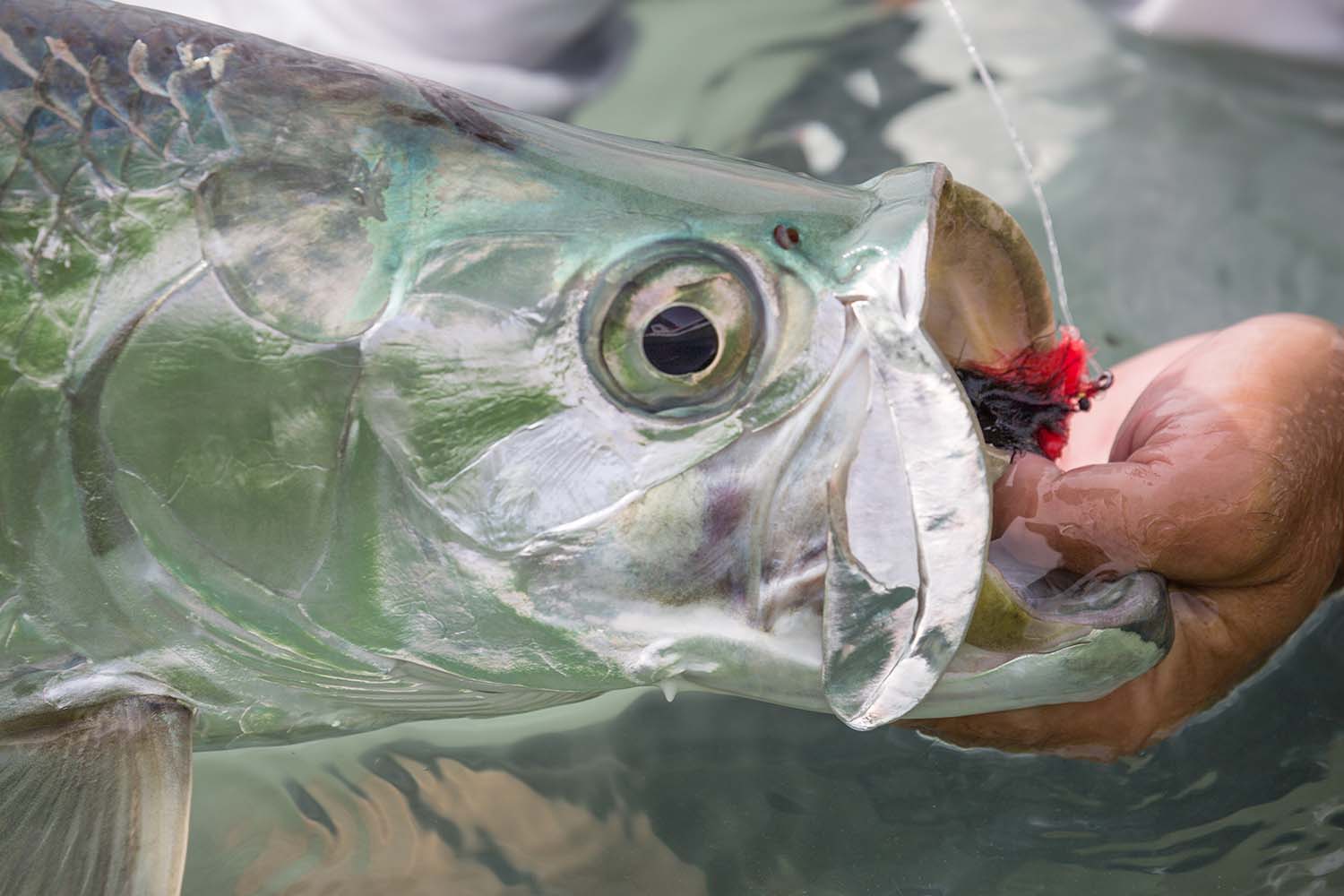 The catch