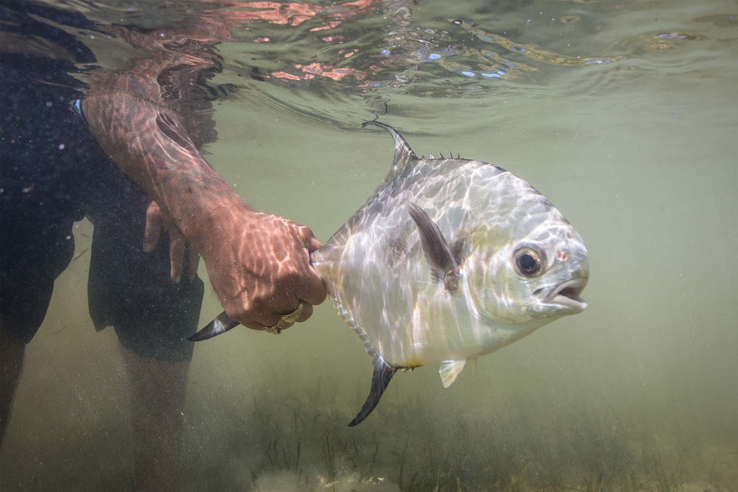 The catch