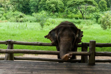 Animal Cruelty Found at Every One of Bali’s Wildlife Attractions