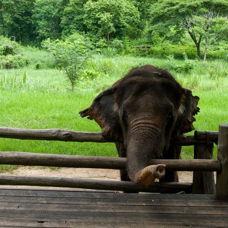 An Asian elephant at the Hang Chat Thai Elephant Conservation Center in Thailand.