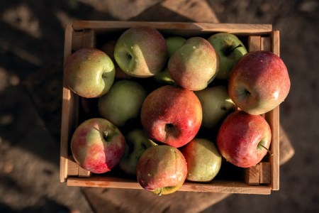 Apples