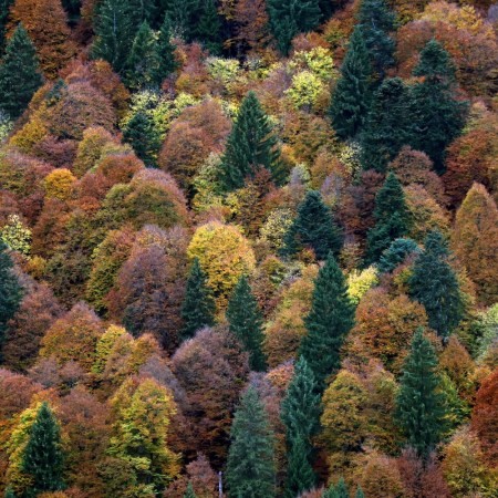 Forest viewed from the air