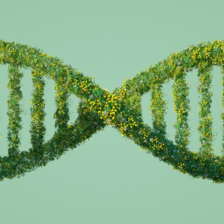 Gene image