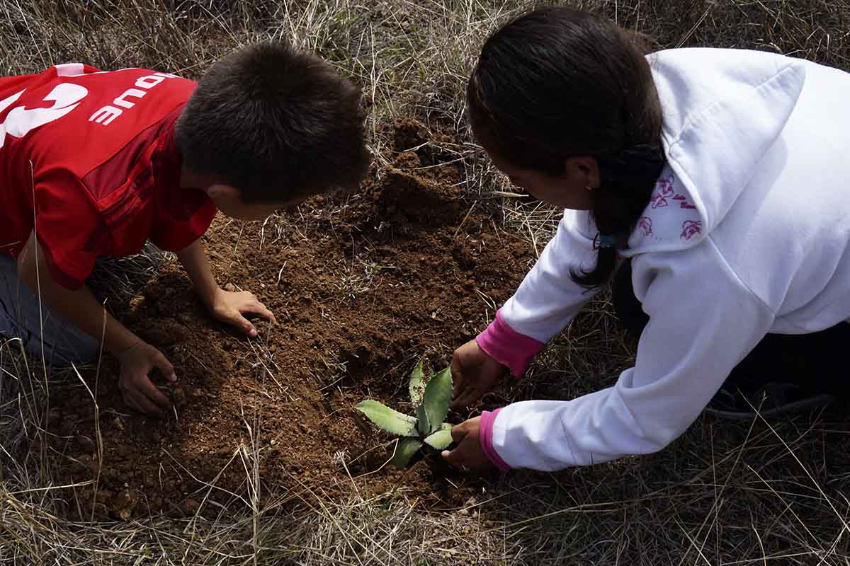 Two people planting agaves