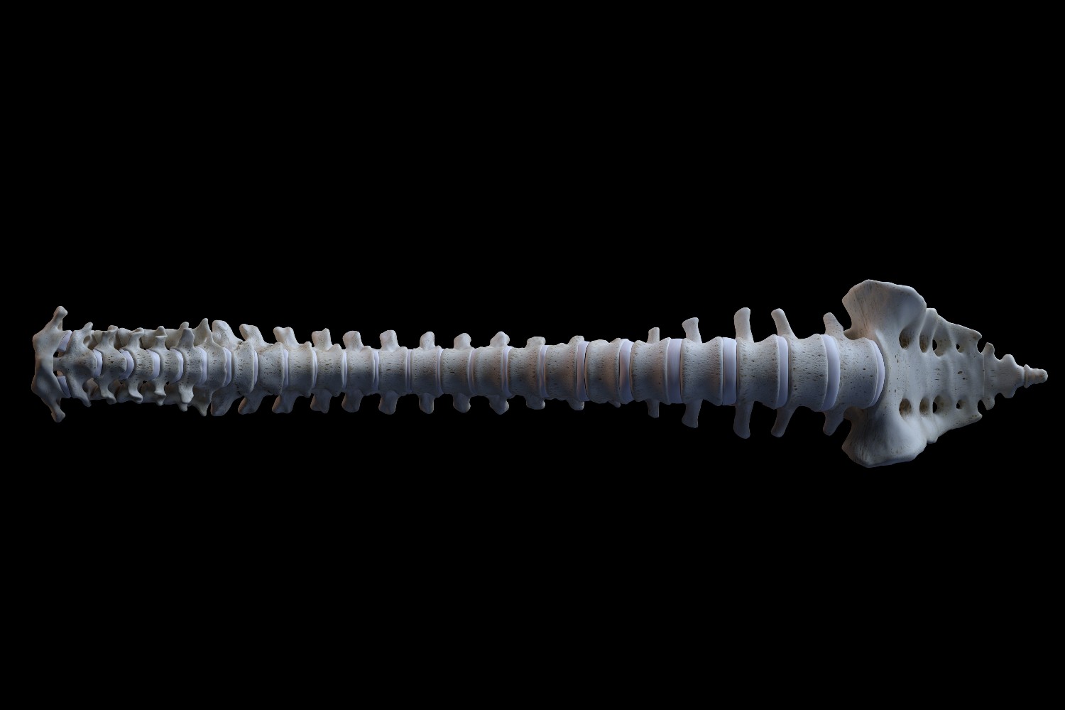 Human spinal cord