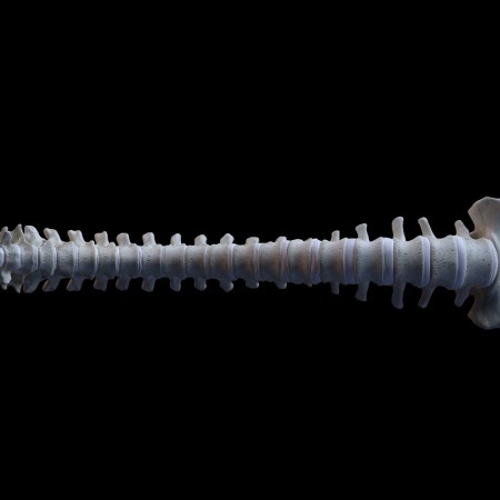 Human spinal cord