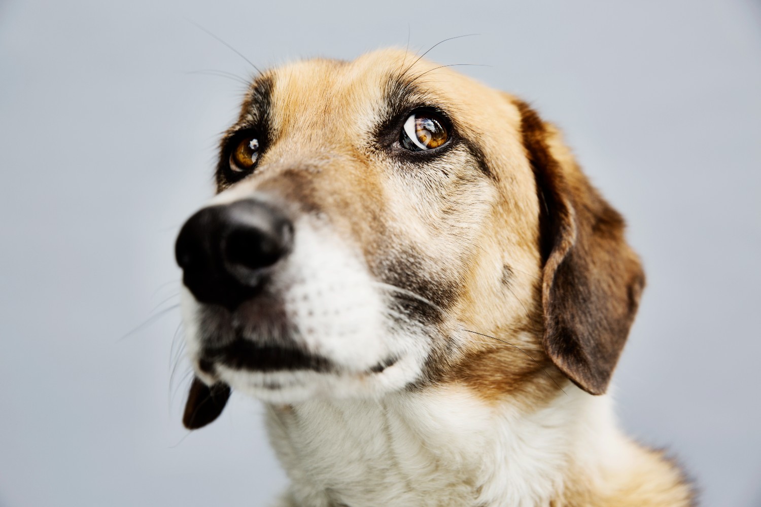 A concerned canine
