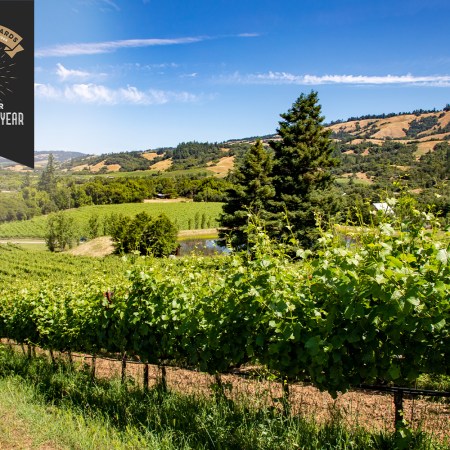 a sunny vineyard