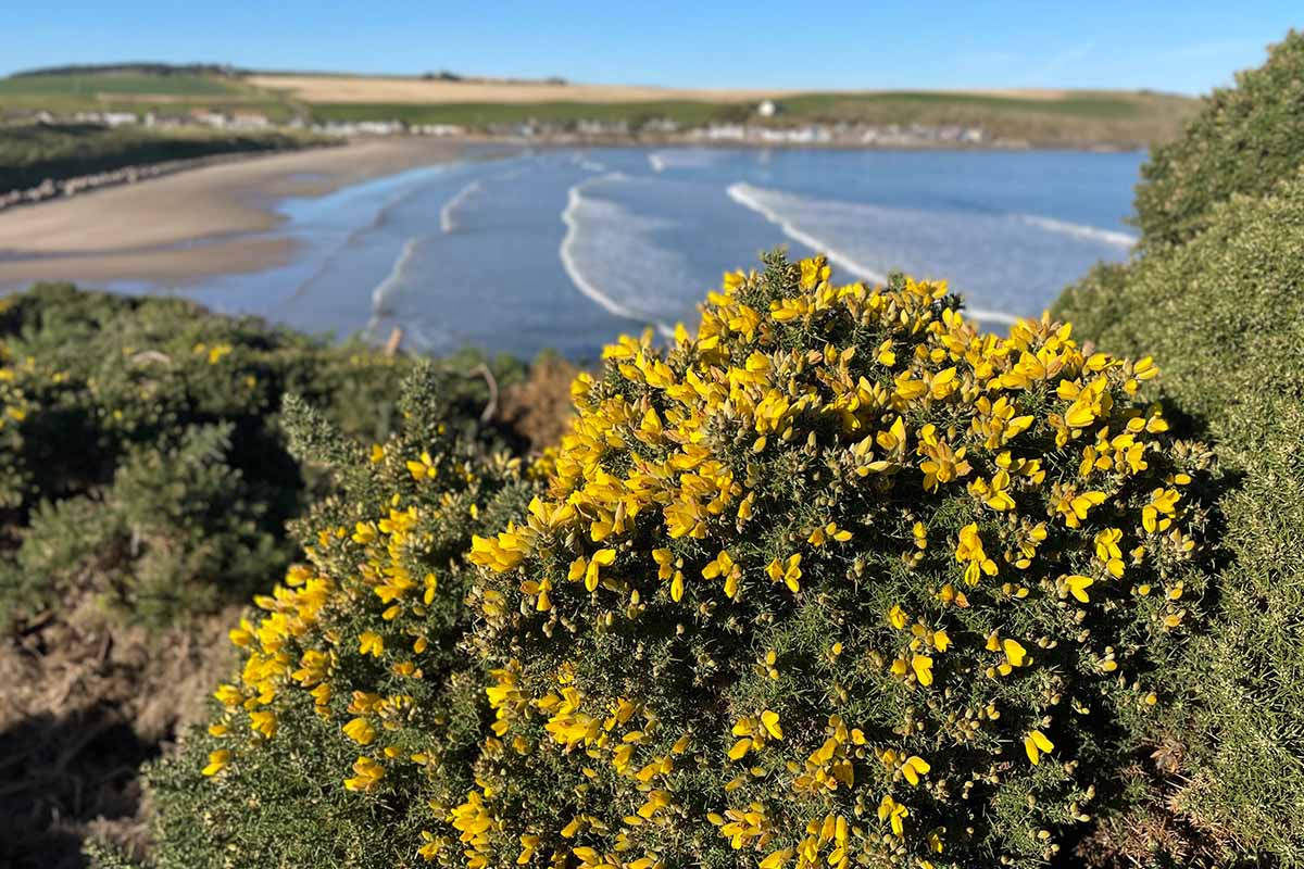 The yellow gorse surrounding the Glenglassaugh distillery