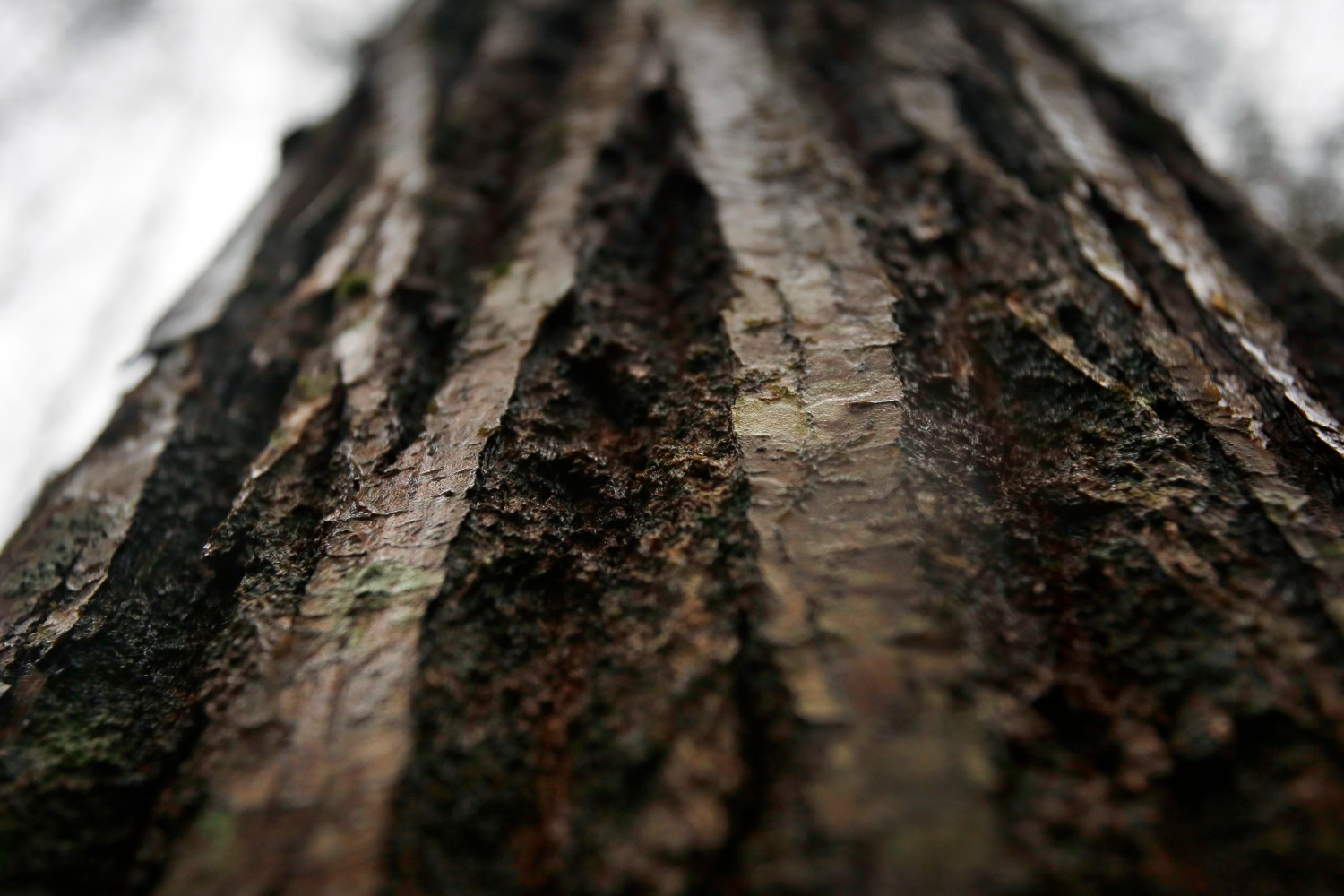 American chestnut tree