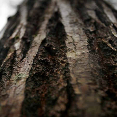 American chestnut tree