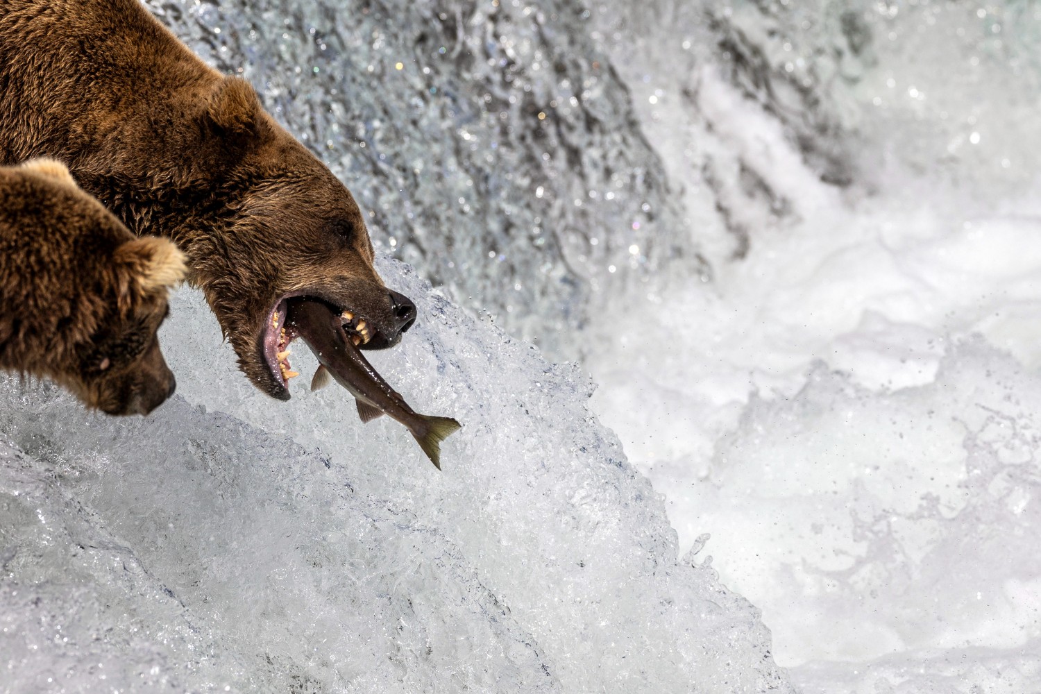 Bear eats fish