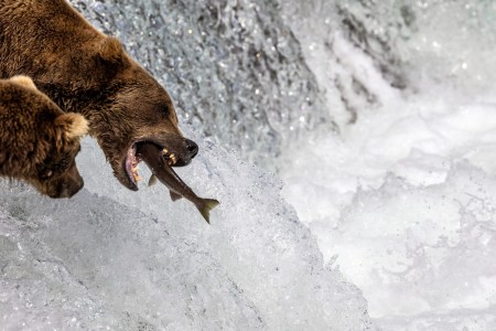 Bear eats fish