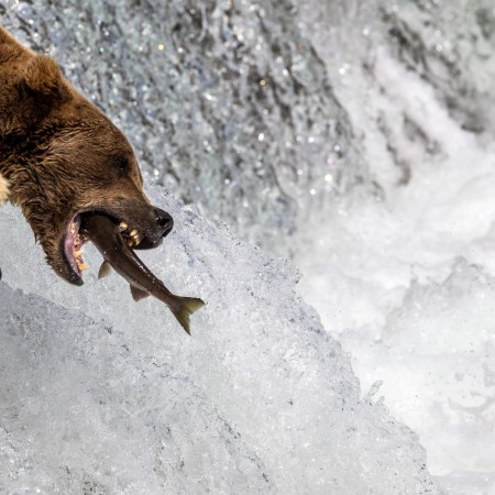 Bear eats fish